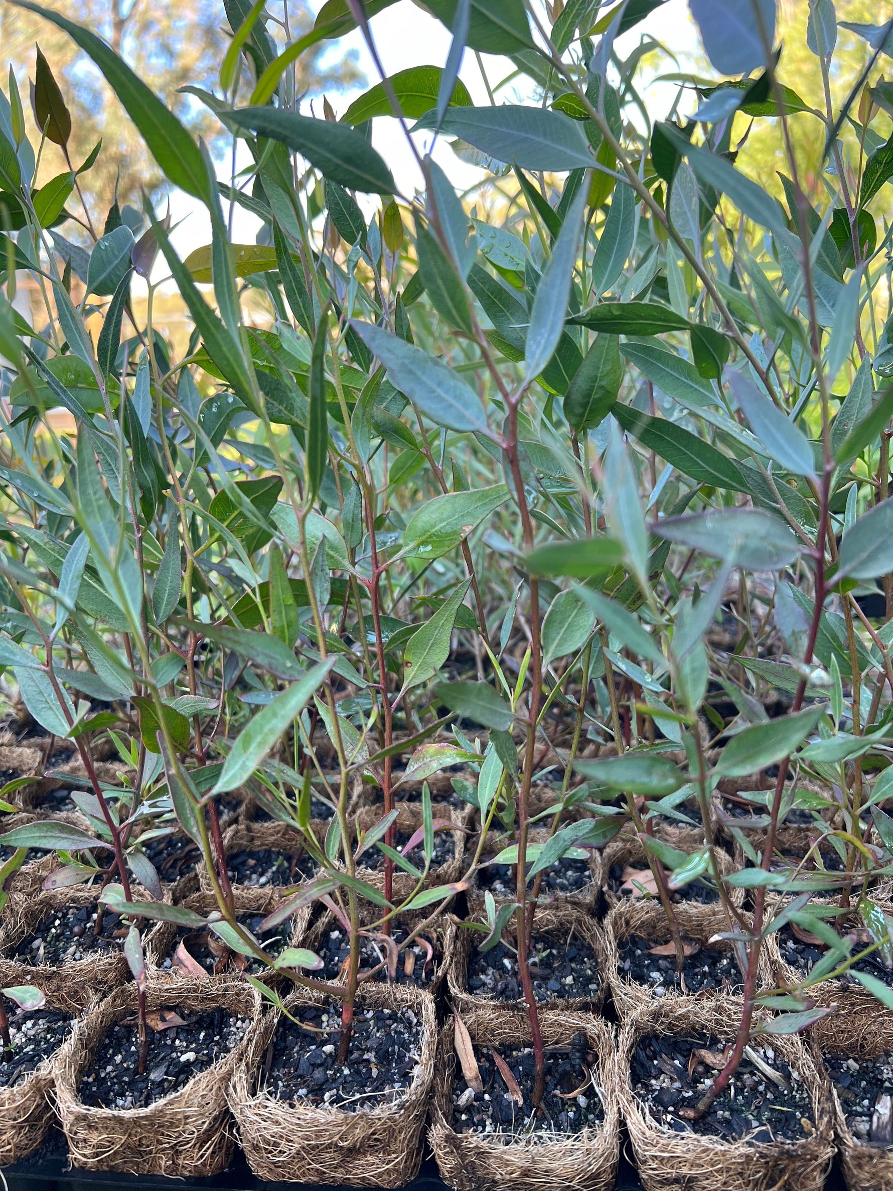 Silver Gimlet (Eucalyptus campaspe)