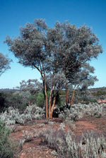 Silver Gimlet (Eucalyptus campaspe)