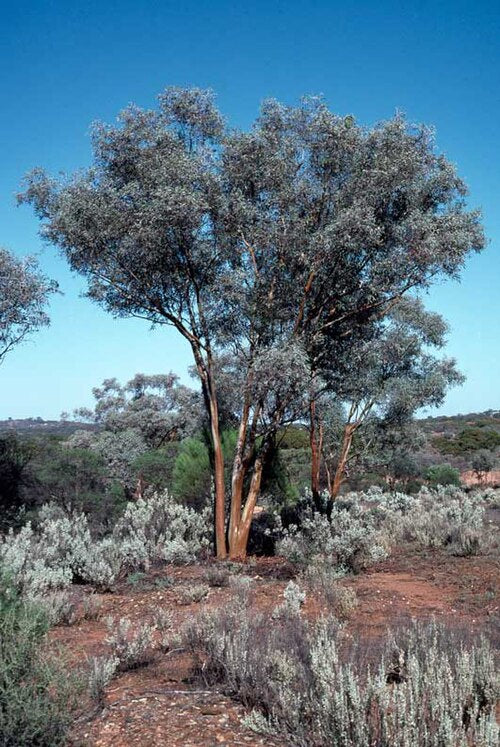 Silver Gimlet (Eucalyptus campaspe)