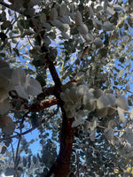 Silver Mallee Minni Richi Bark (Eucalyptus crucis)