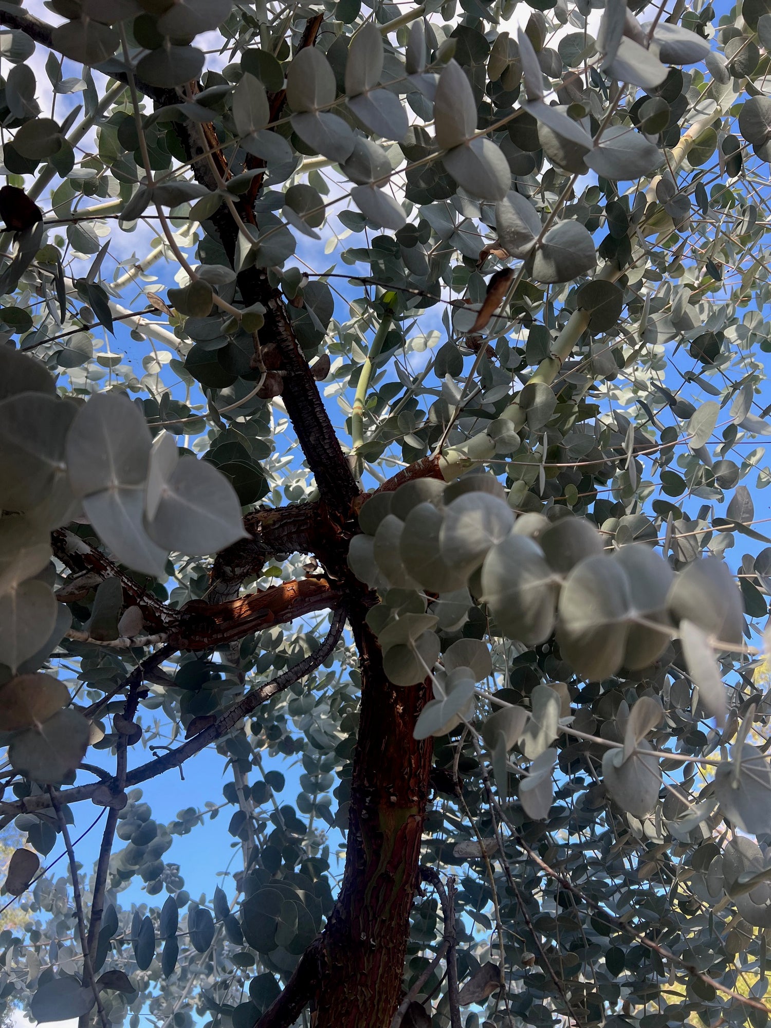 Silver Mallee Minni Richi Bark (Eucalyptus crucis)