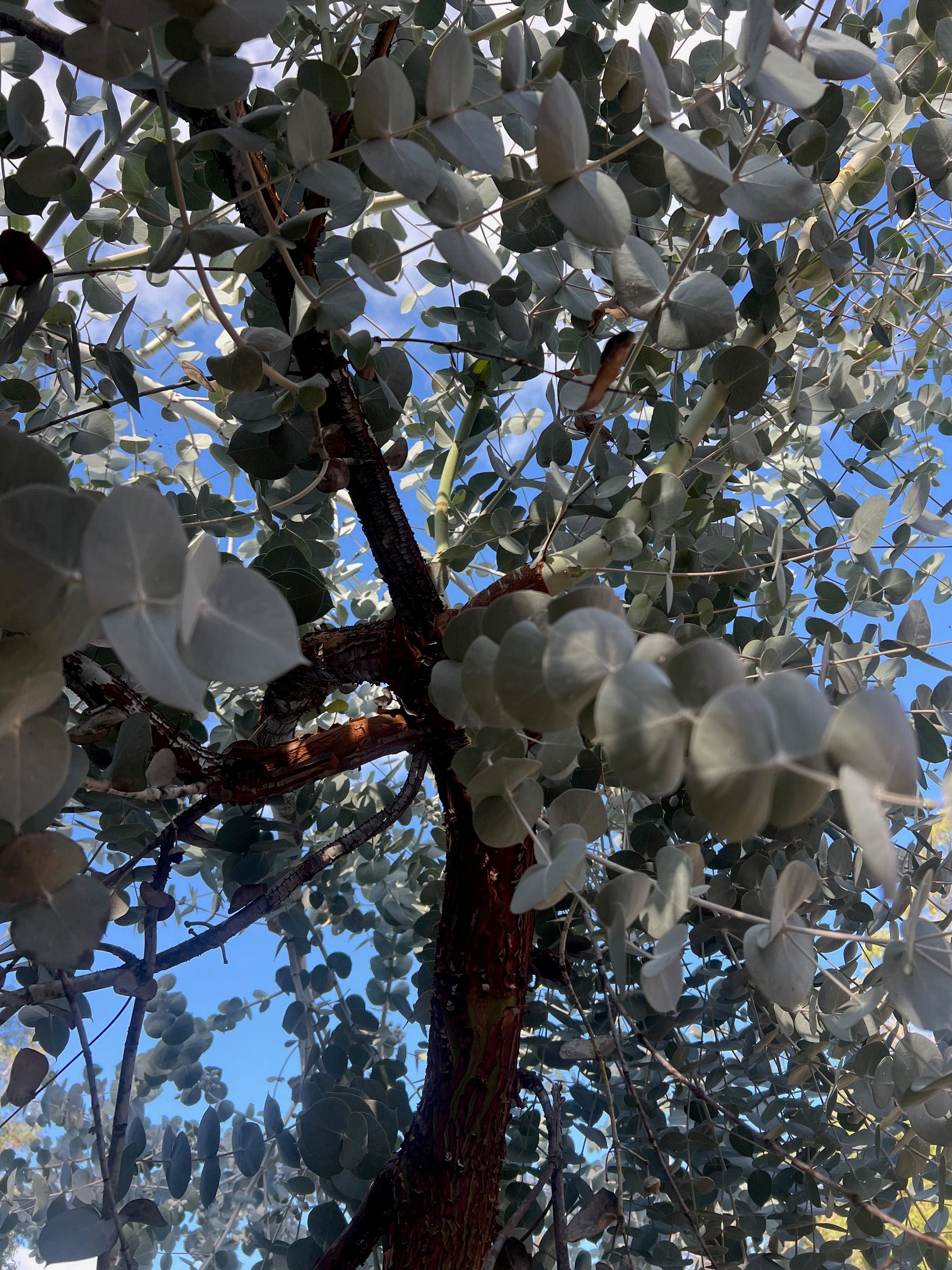 Silver Mallee Minni Richi Bark (Eucalyptus crucis)