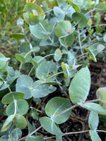 Silver Mallee (Eucalyptus crucis)
