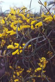 Silver Wattle (Acacia lasiocalyx)