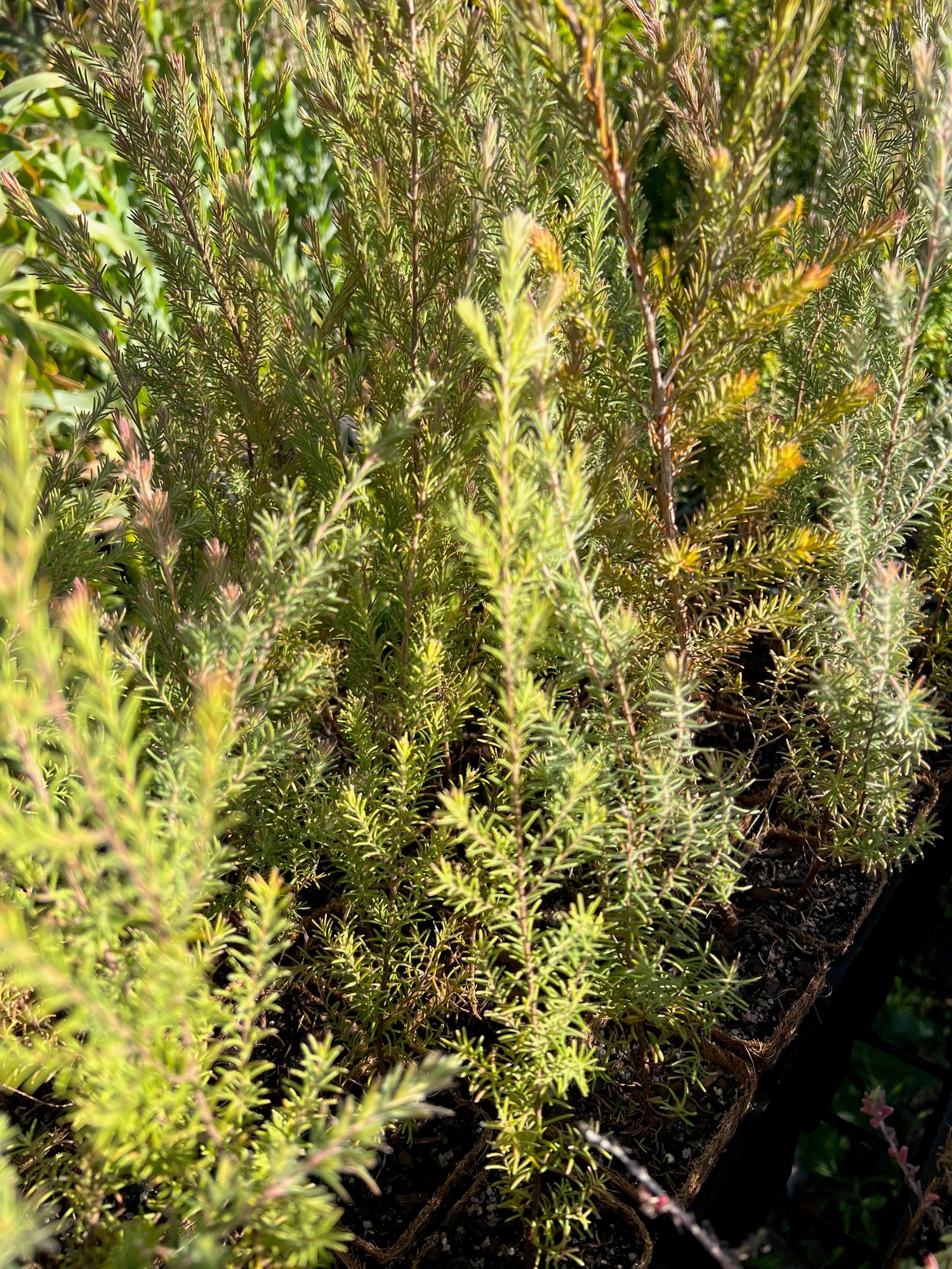 Spearwood in Coir (Kunzea glabrescens)