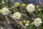 Spearwood Flowers (Kunzea glabrescens)