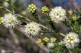 Spearwood Flowers (Kunzea glabrescens)