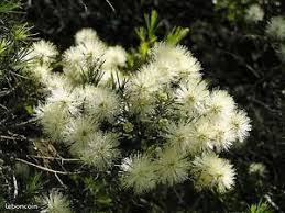 Spearwood (Kunzea-glabrescens)