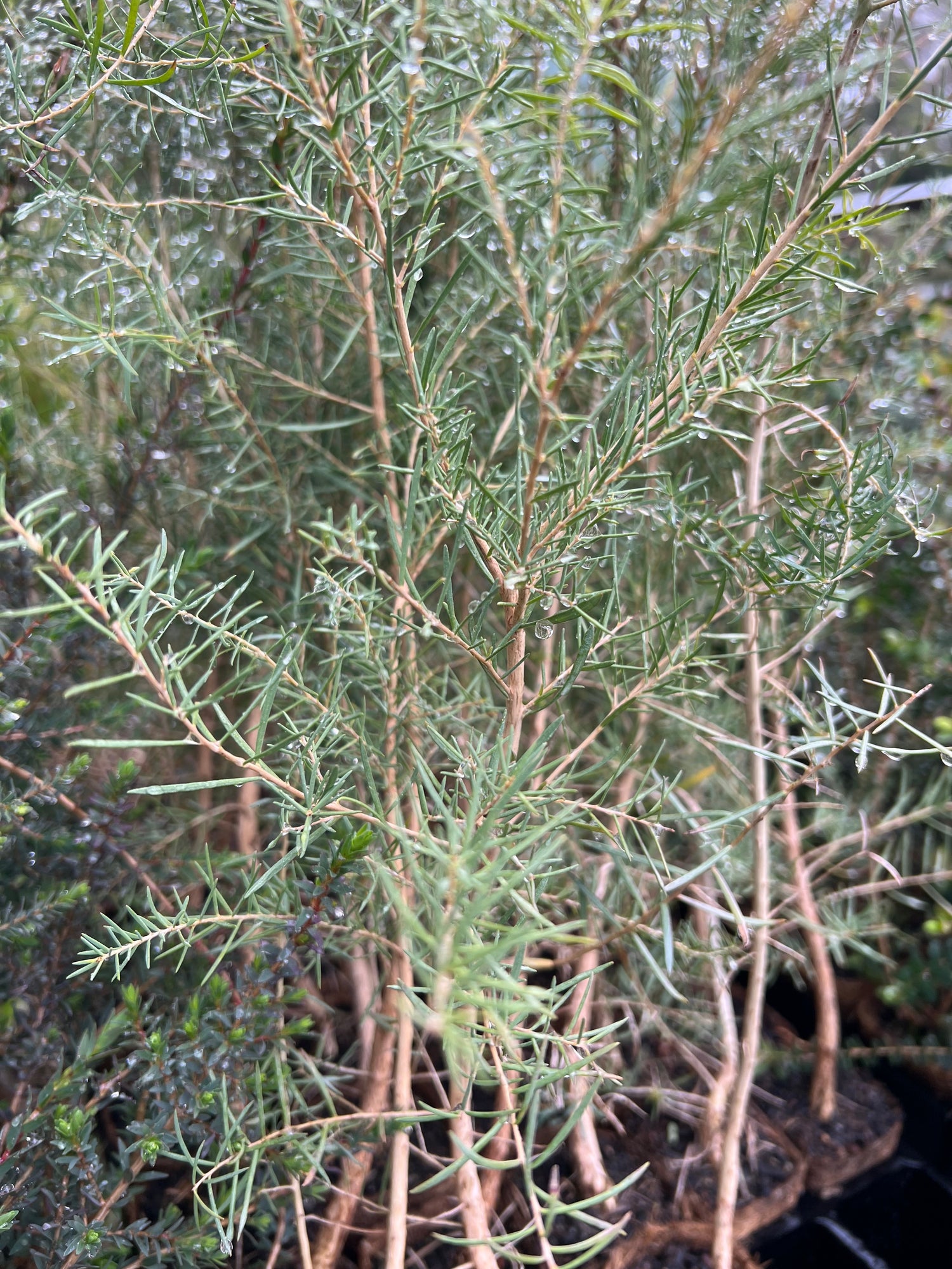 Swamp Paperbark in Coir (Melaleuca raphiophylla)