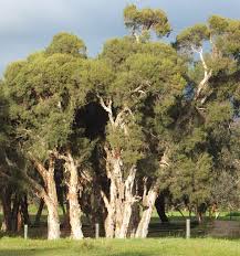 Swamp Paperbark (Melaleuca raphiophylla)