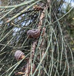 Swamp Sheoak (Casuarina obesa)