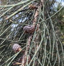 Swamp Sheoak (Casuarina obesa)
