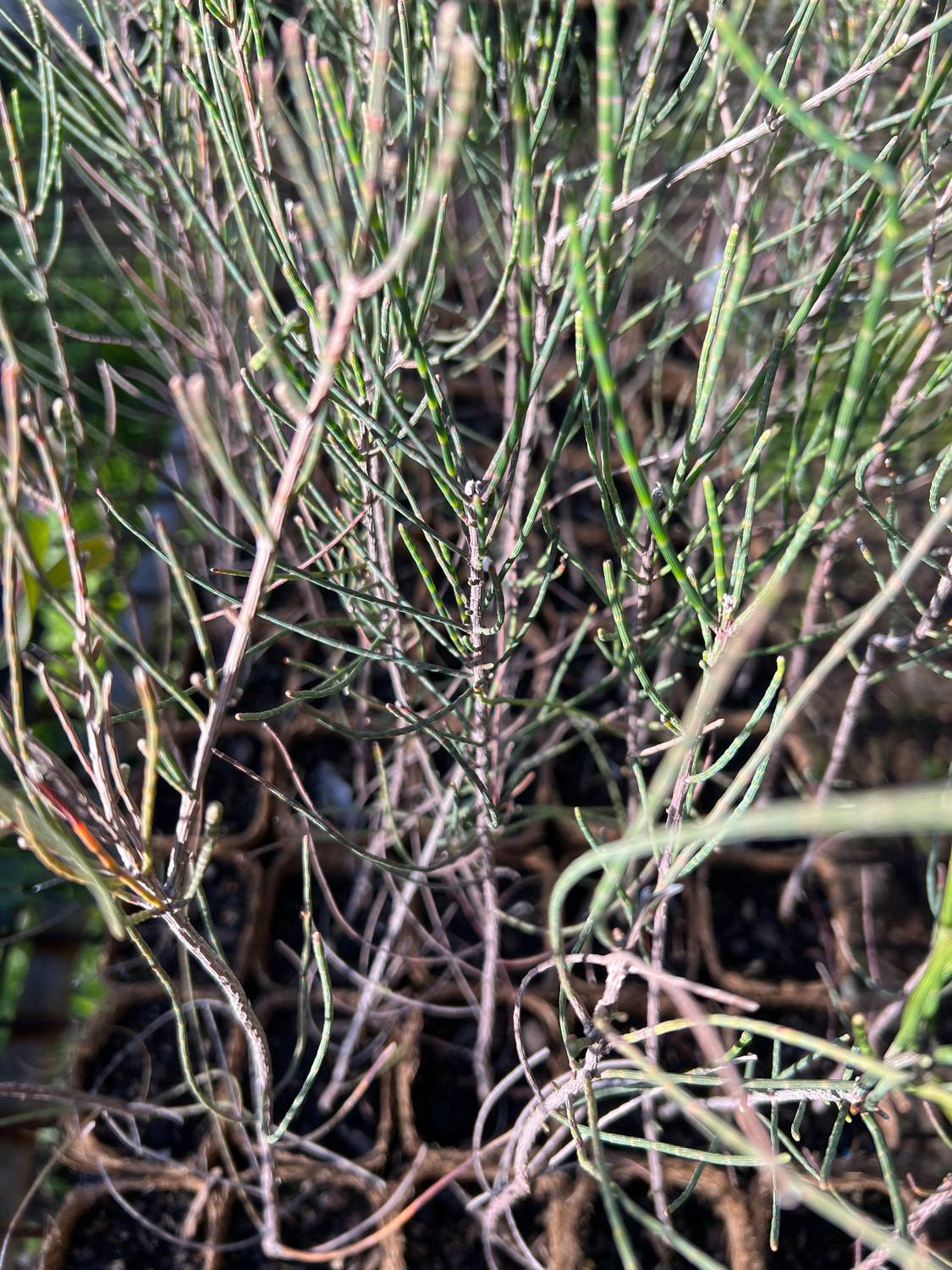 Swamp Sheoak in Coir (Casaurina obesa)