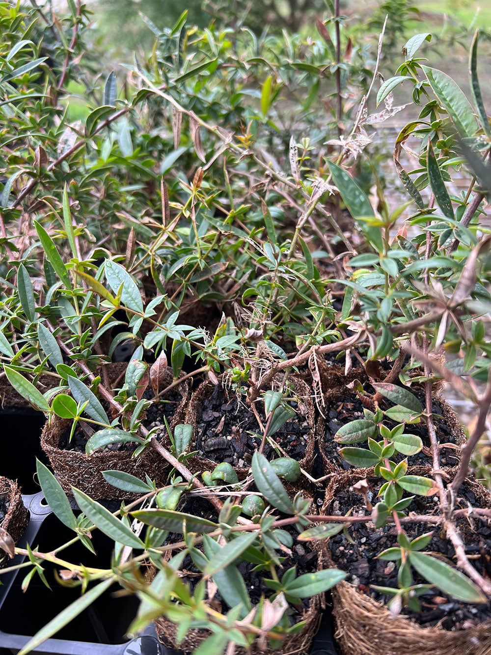 Tall Labichea (Labichea lanceolata) in coir