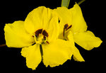 Tall Labichea (Labichea lanceolata)