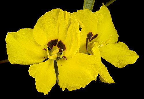 Tall Labichea (Labichea lanceolata)