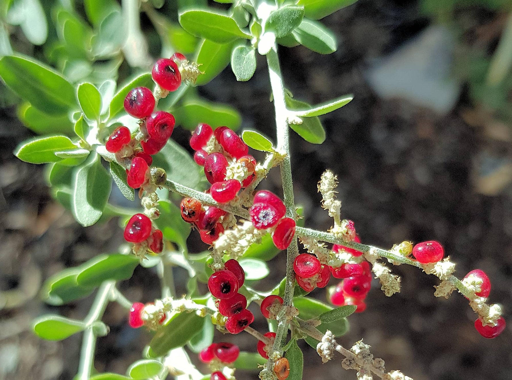 Tall Saltbush Berries (Rhagodia eremaea)