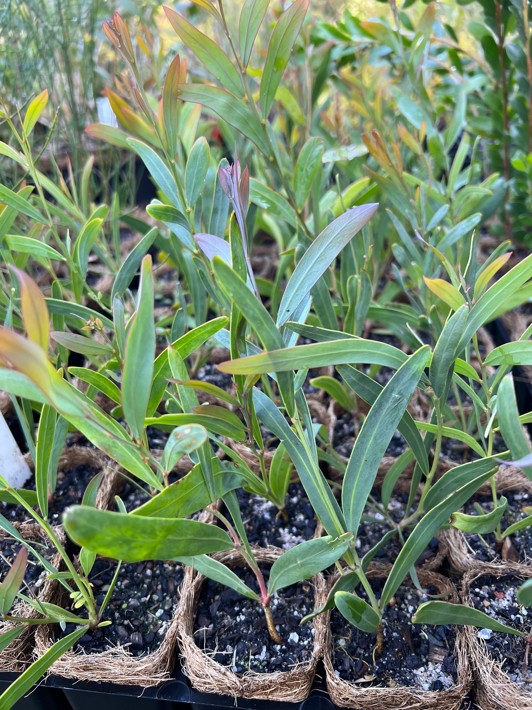 Tan Wattle in Coir (Acacia hemiteles)