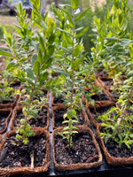 Tangling Melaleuca in Coir (Melaleuca cardiophylla)