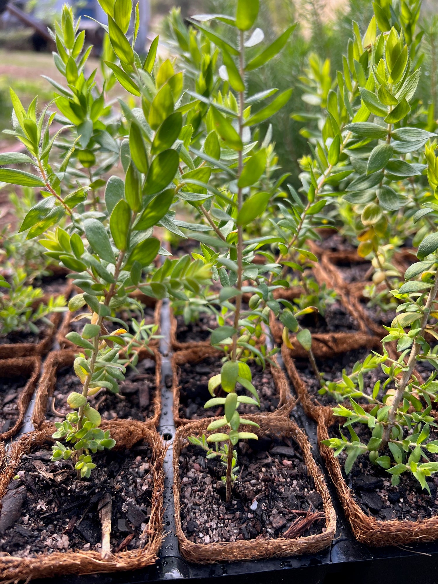 Tangling Melaleuca in Coir (Melaleuca cardiophylla)