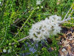 Tangling Melaleuca Flowers (Melaleuca cardiophylla)