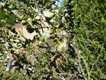 Tangling Melaleuca (Melaleuca cardiophylla)