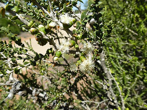 Tangling Melaleuca (Melaleuca cardiophylla)