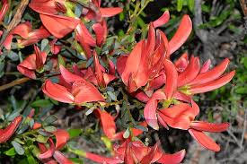 Flower of Cockies Tongues (Templetonia retusa)