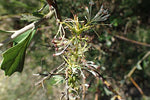 Variable Leaved Hakea Flowers (Hakea varia)