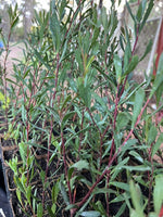 Variable Leaved Hakea in Coir (Hakea varia)