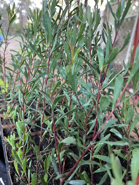 Variable Leaved Hakea in Coir (Hakea varia)