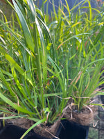 Velvet Wallaby Grass (Rytidosperma pilosum)