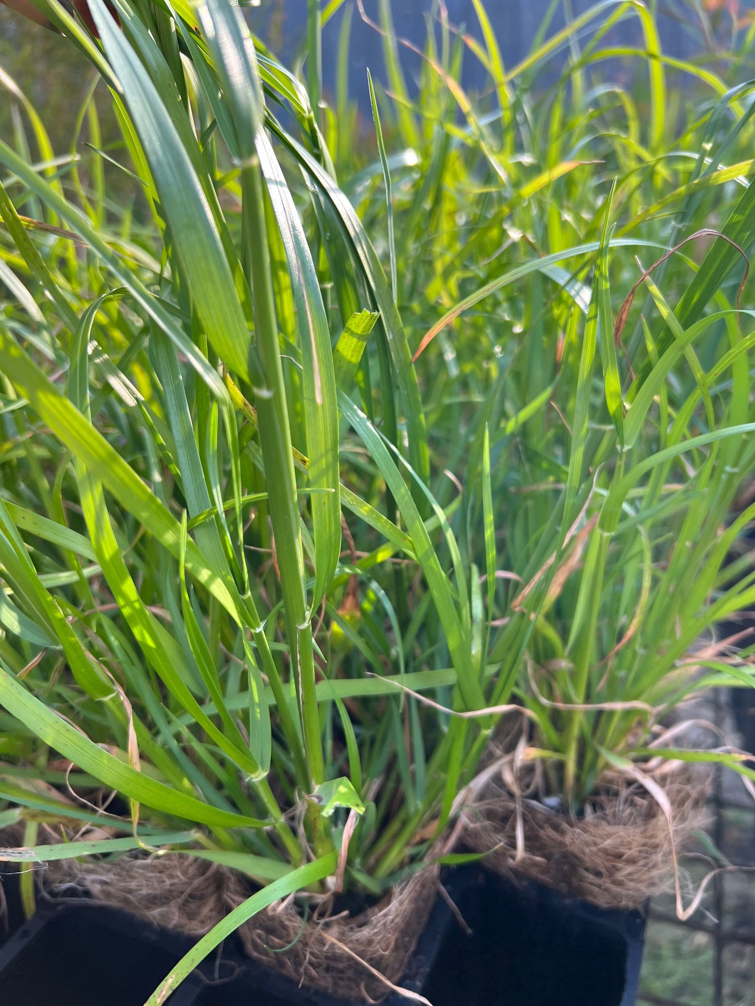 Velvet Wallaby Grass (Rytidosperma pilosum)