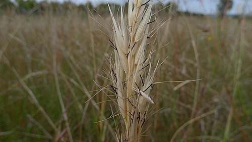 Velvet Wallaby Grass (Rytidosperma pilosum)