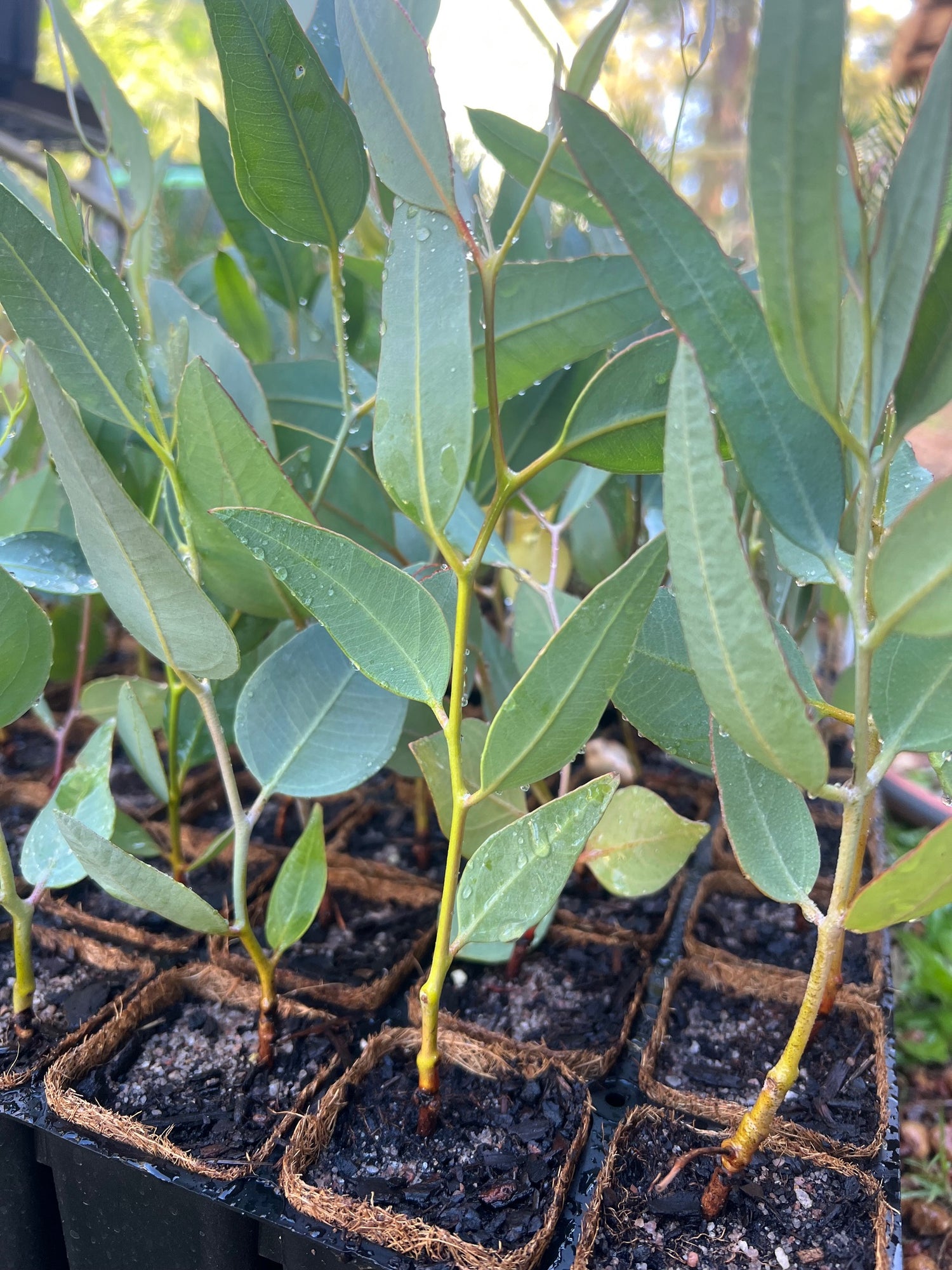 Wandoo in Coir (Eucalyptus wandoo)