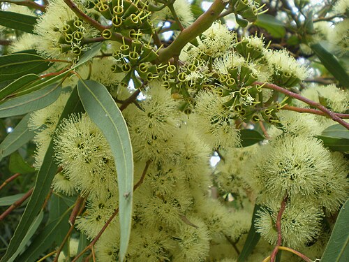 Wandoo Flowers (Eucalyptus wandoo)