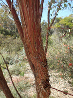 Websters Mallee minni richi bark (Eucalyptus websteriana)