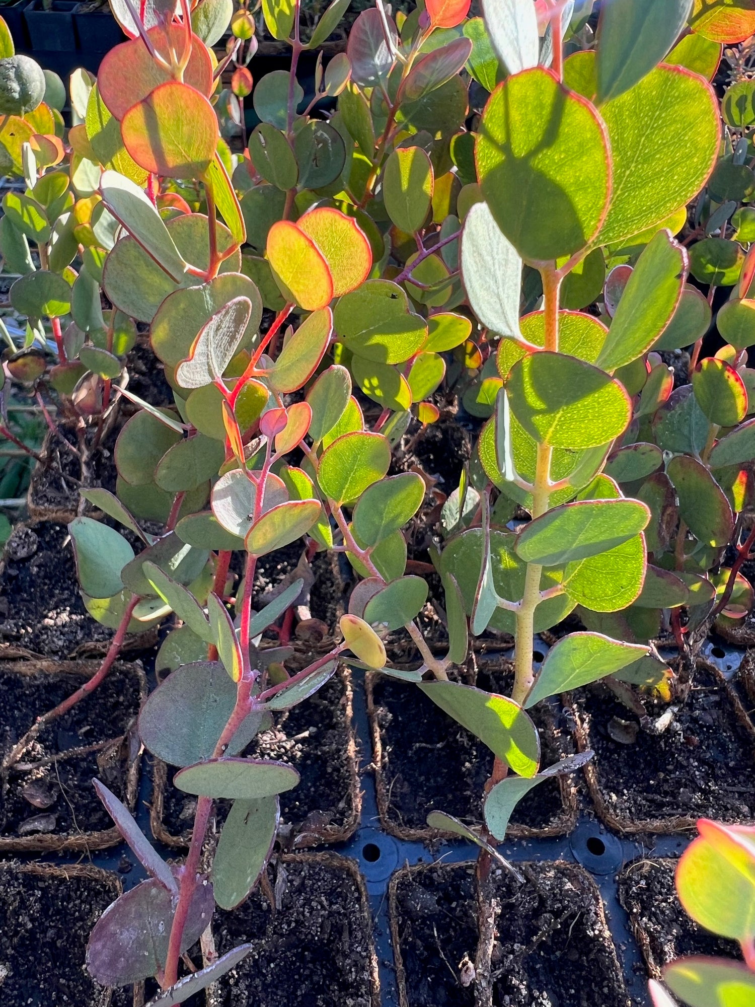 Websters Mallee in Coir (Eucalyptus websteriana)