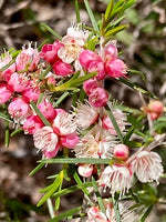 Flowers of White Myrtle (Hypocalymma angustifolium)