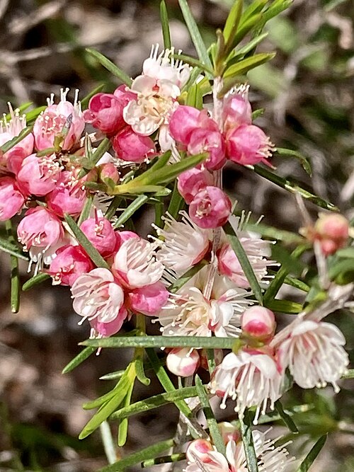 Flowers of White Myrtle (Hypocalymma angustifolium)