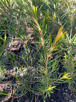 White Myrtle in coir (Hypocalymma angustifolium)