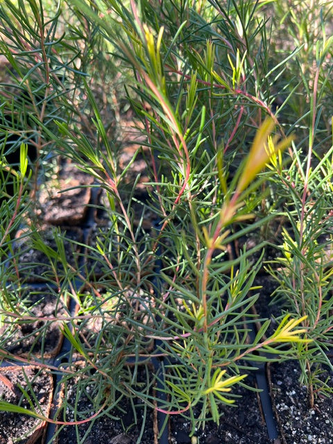 White Myrtle in coir (Hypocalymma angustifolium)
