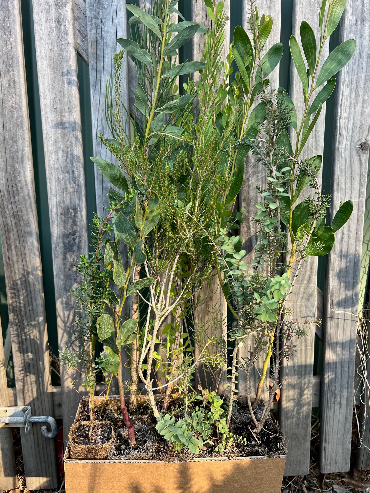 Flowers/Habitat Bundle 1-3m